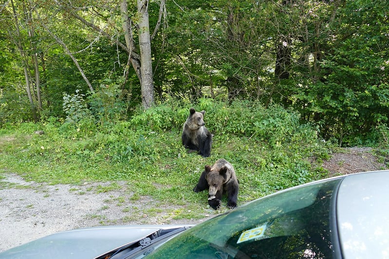 Bears loitering by the road