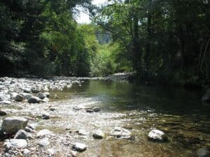 Big sur campground stream flowing through trees