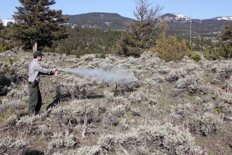 Bear Spray Demonstration