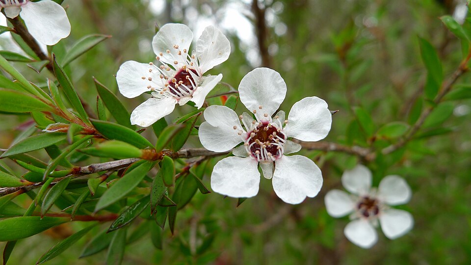 File:Common Tea-tree flower (6692403213).jpg