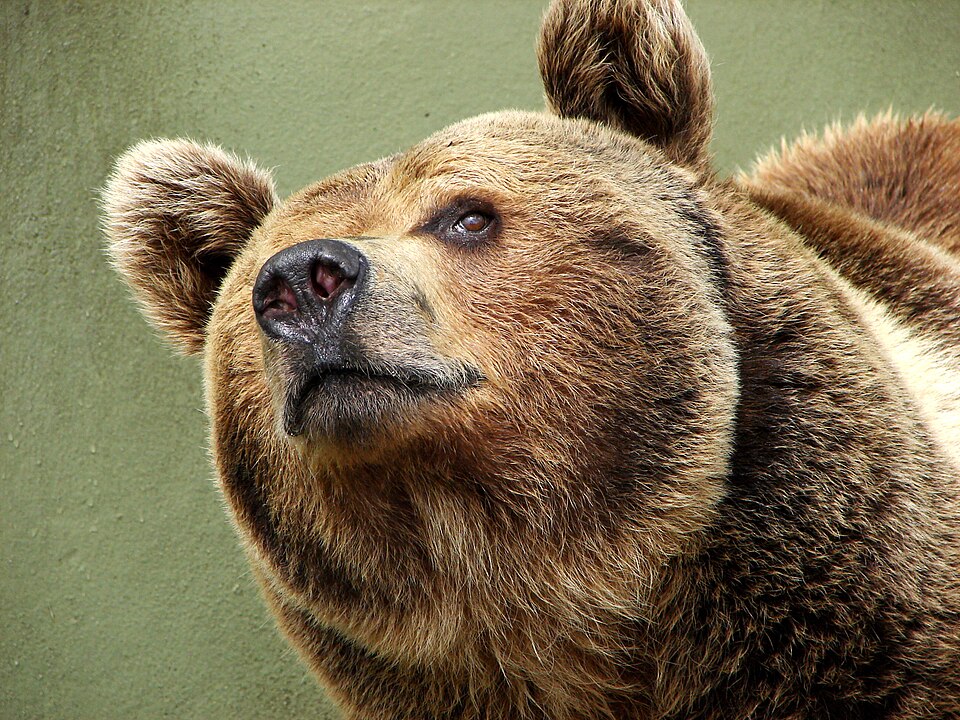 File:Darica Brown Bear 00963.jpg