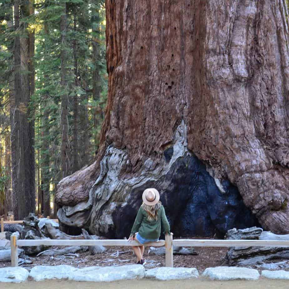 Tall Tree at Mariposa by Jackie Morelott