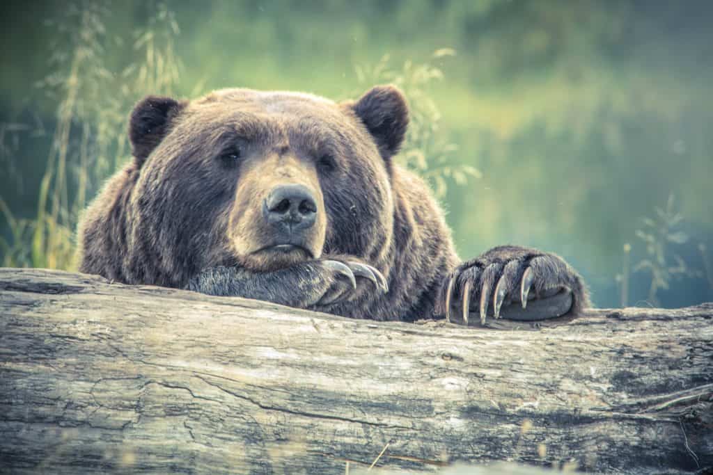 Photo of a bear looking sleepy