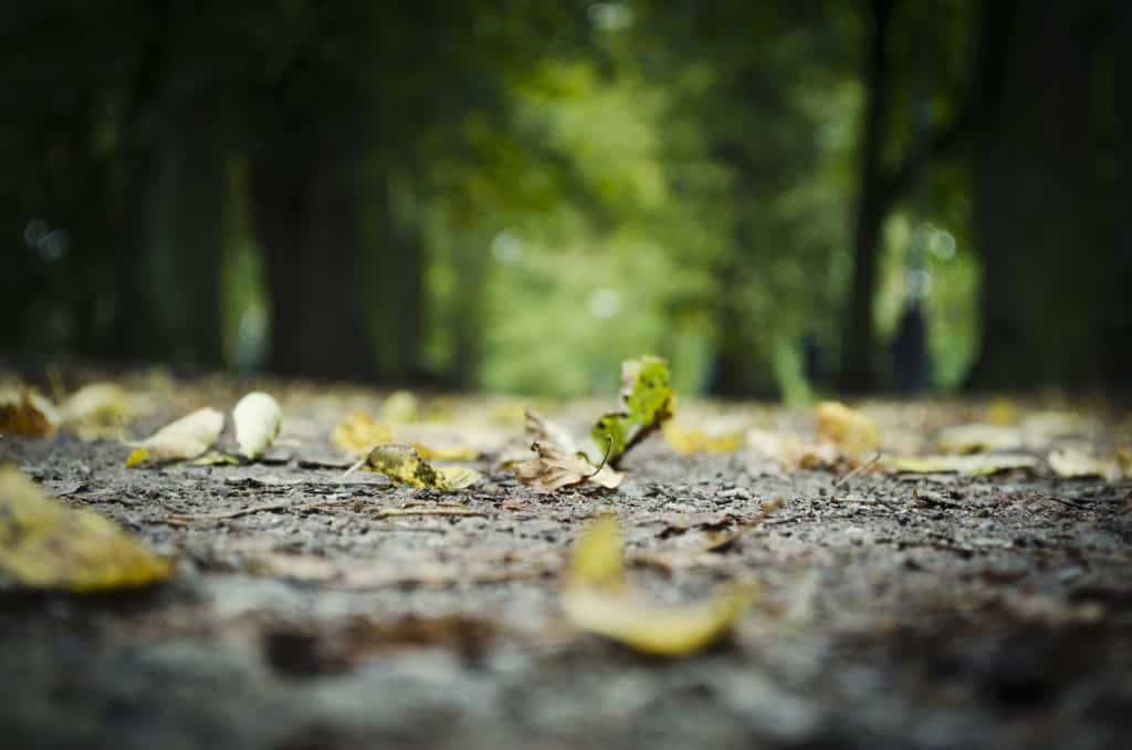 Image of Fallen leaves on a road that leads to a forest