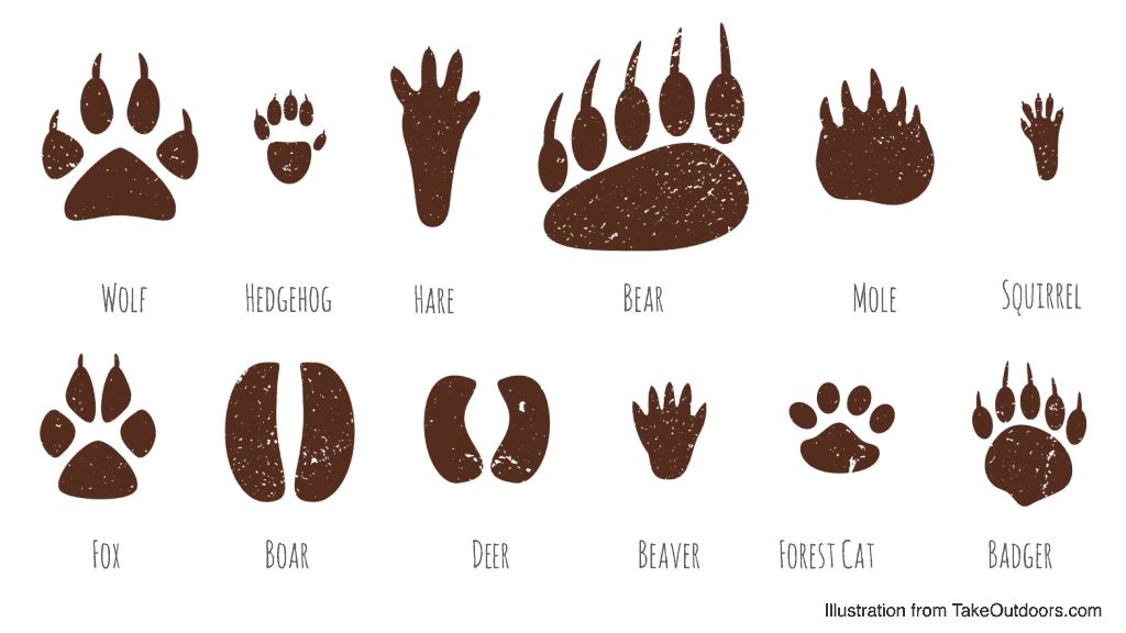 Common Forest Animal Traces